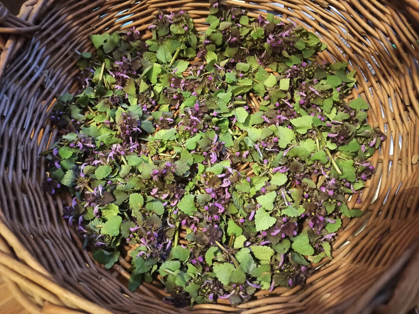 Pflanzenheilkunde / Phytotherapie
