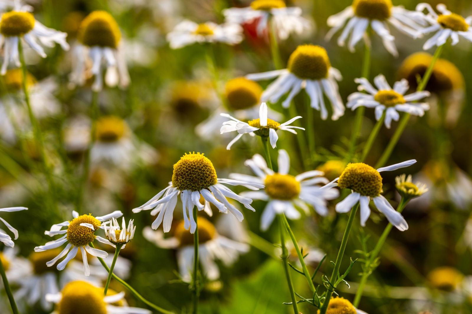Bachblüten – Therapie nach Dr. Bach
